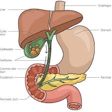 Bile: The Unsung Hero of Your Digestive System
