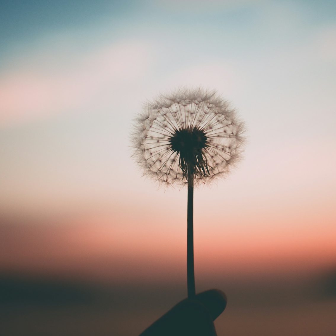Dandelion clock with sunset representing calm and change associated with Integrative Psychological Coaching
